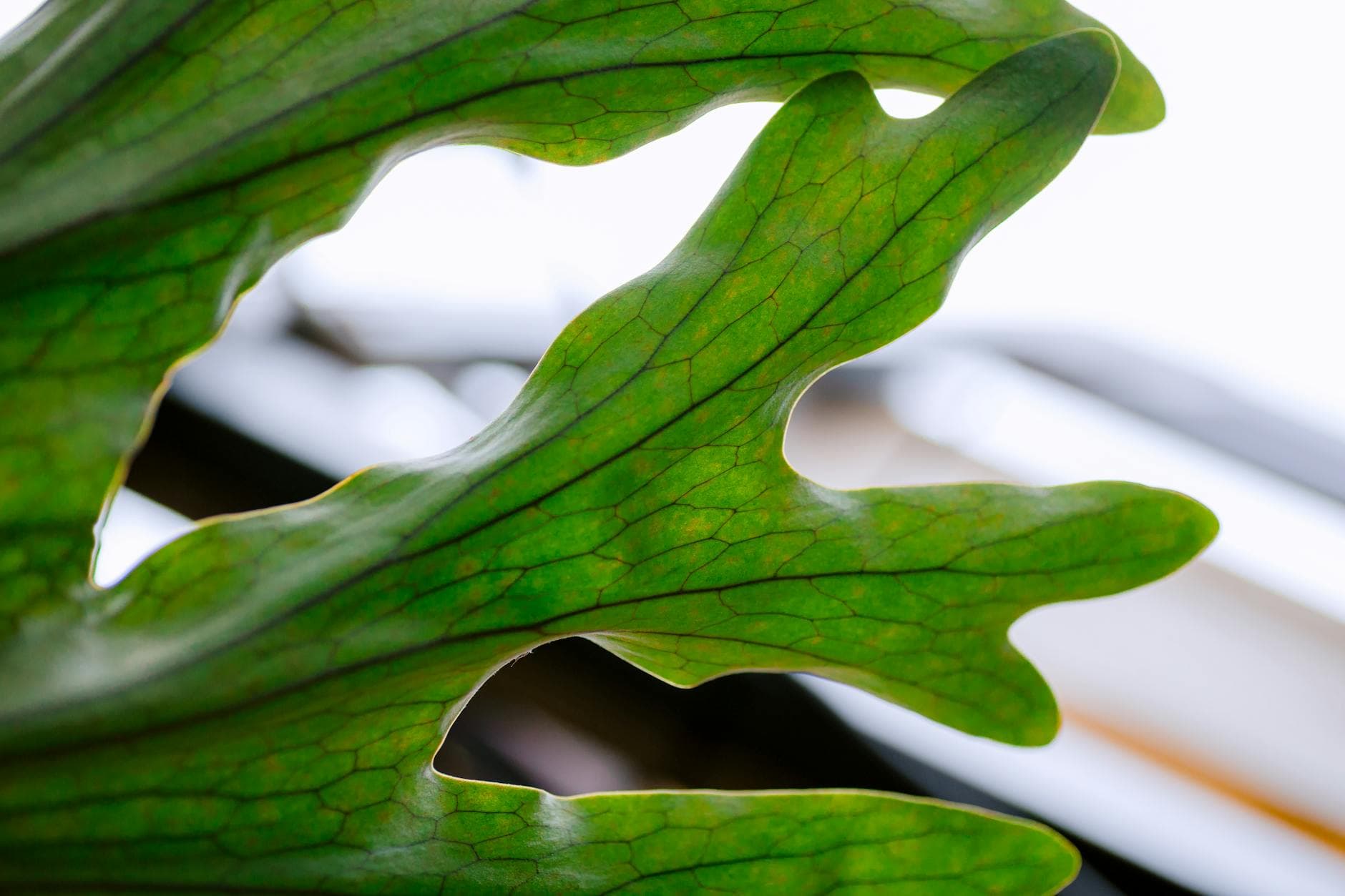 Natural Herbs for Premature Ejaculation: Improve Control & Stamina