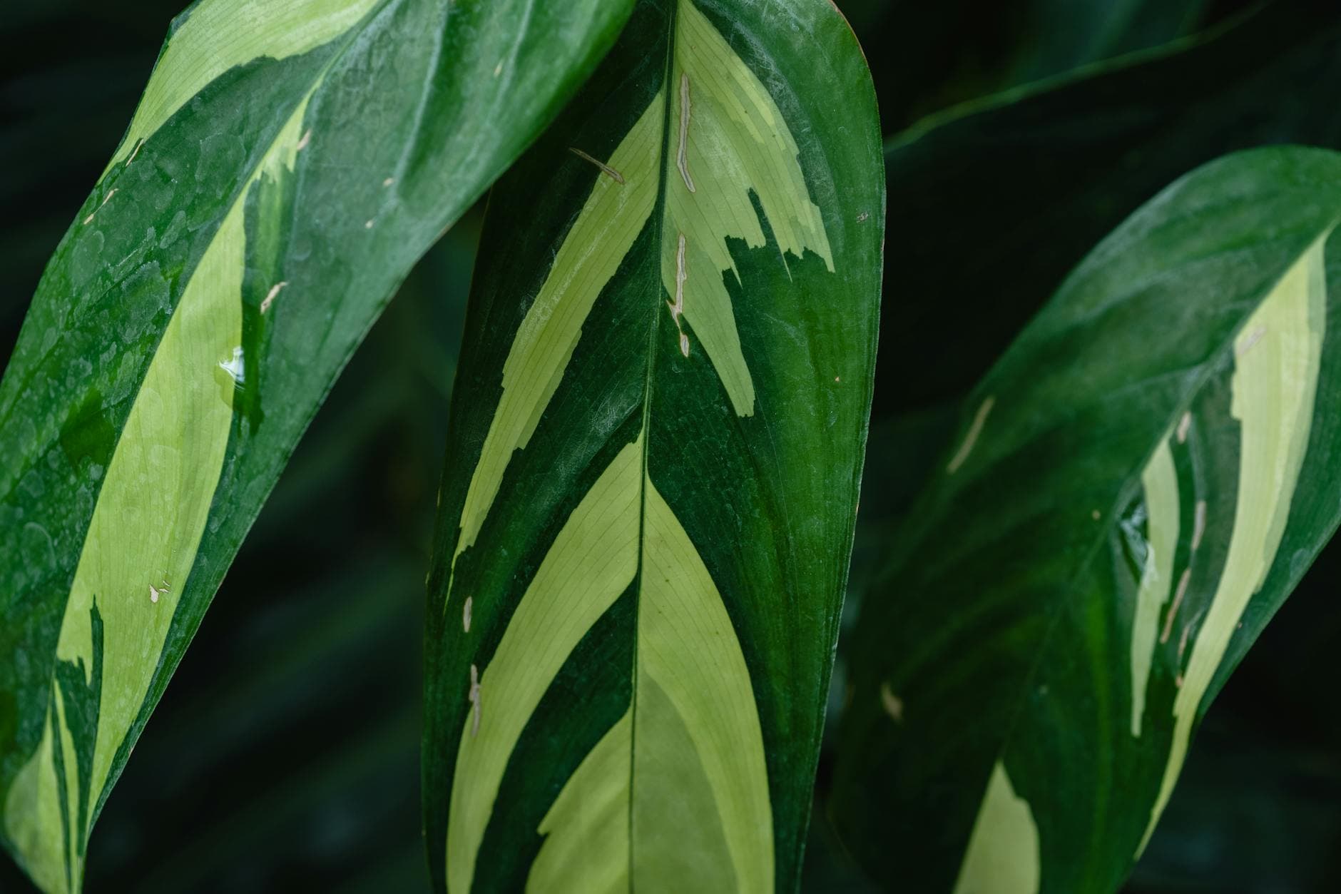 Stressbedingte Konzentrationsprobleme: Natürliche Wege zu mehr mentaler Klarheit