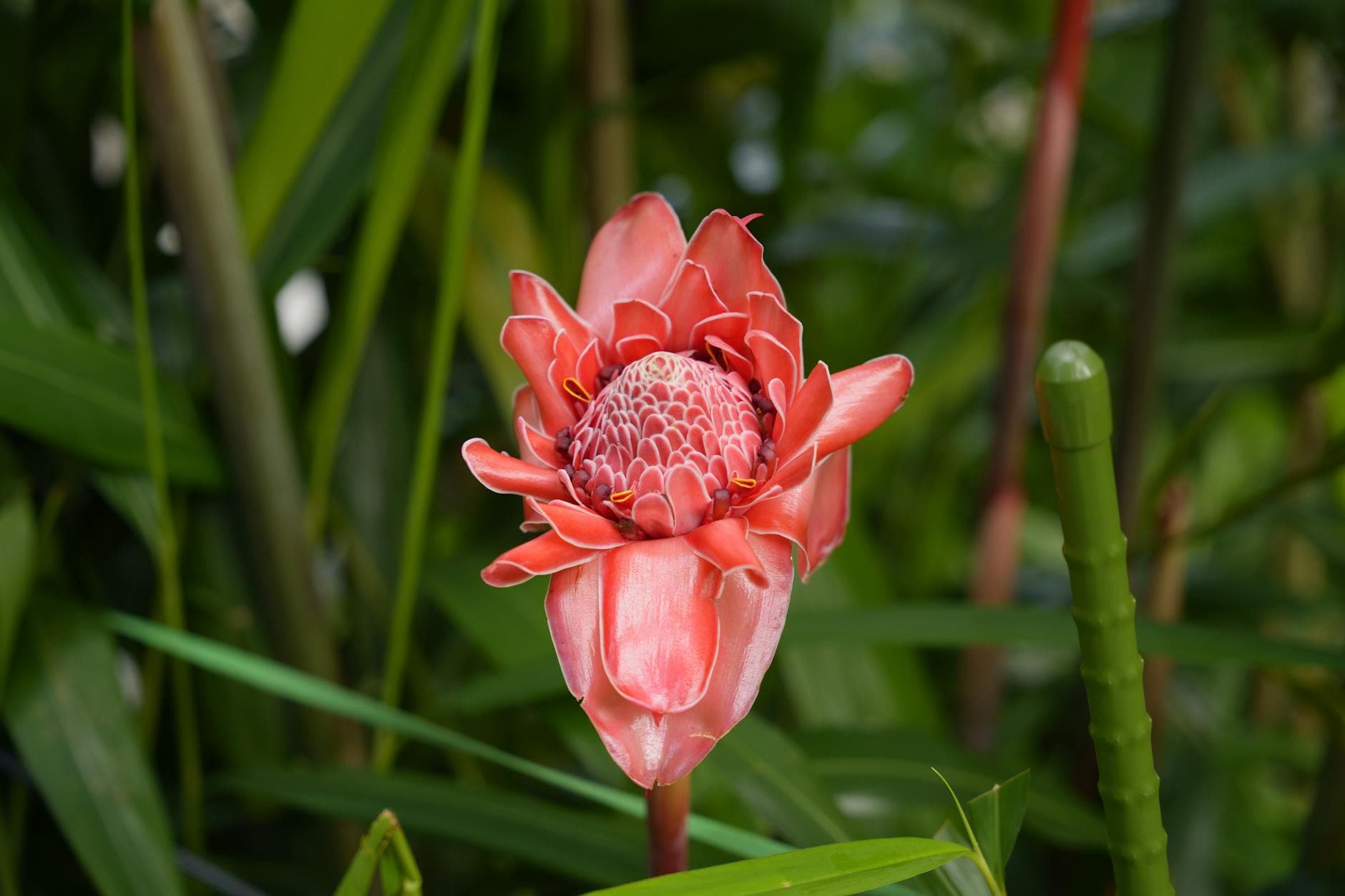 Meniere's Disease: Herbal Support for Managing Vertigo and Tinnitus