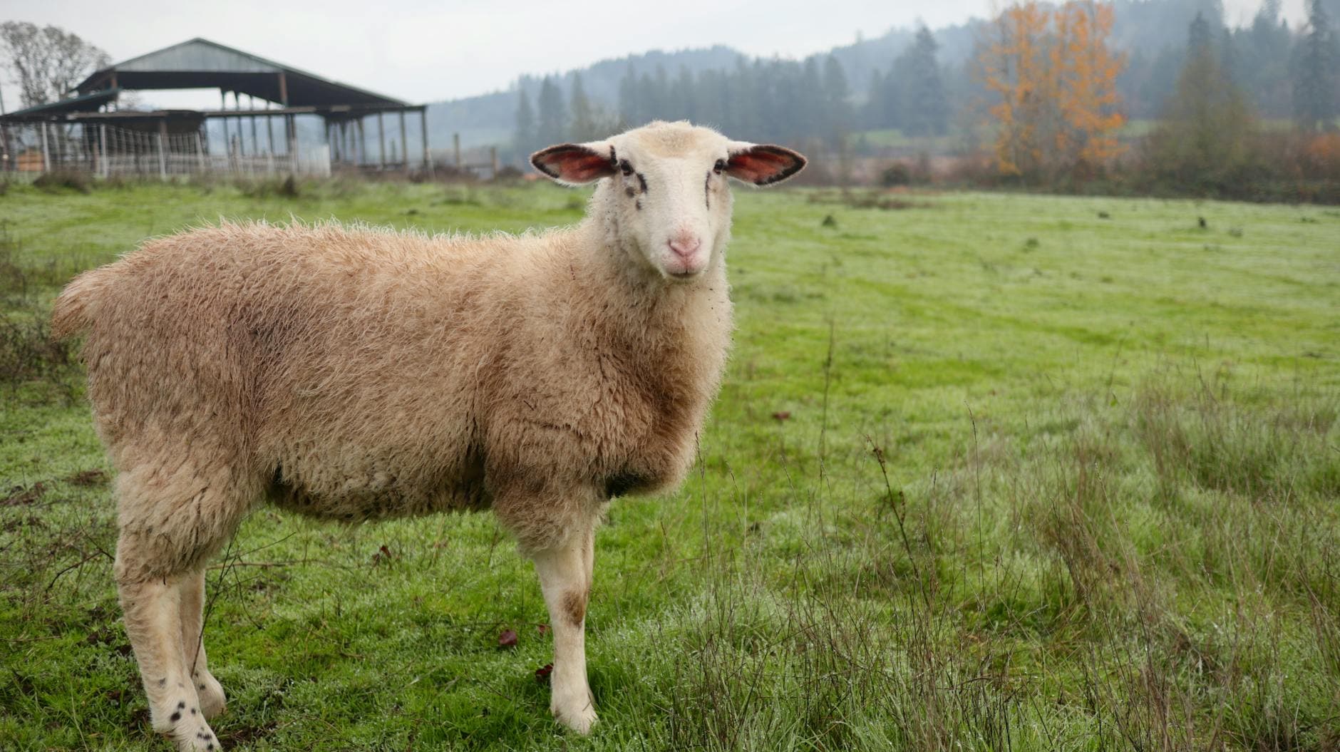 Was verursacht erhöhte Darmpermeabilität? Symptome & natürliche Linderung