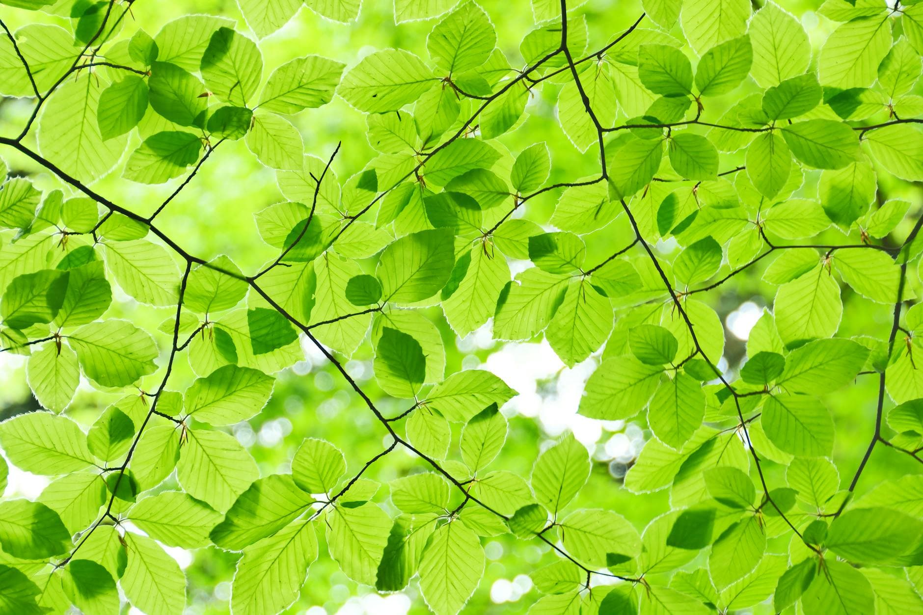 Mikroskopische Kolitis: Kräuter für Darmruhe und Entzündungshemmung