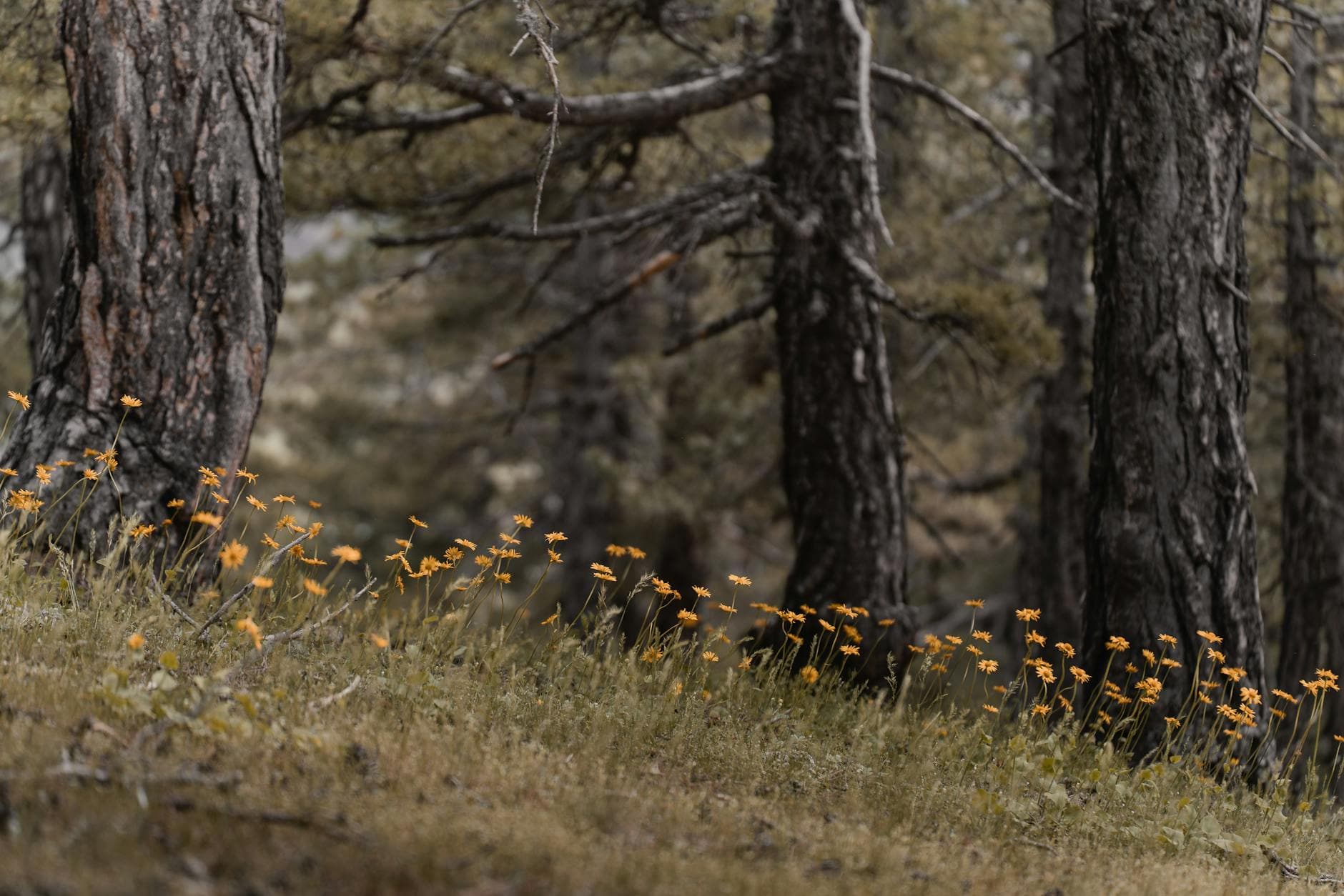 Dispepsia Funzionale: Erbe e Strategie per Digestione Lenta e Mal di Stomaco