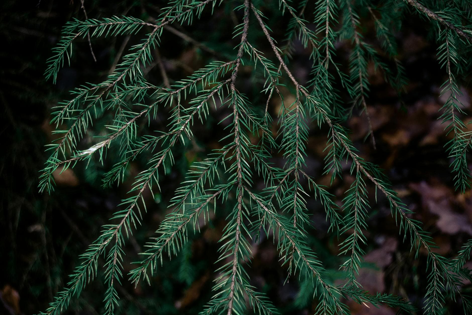 Symptoms of Copper Deficiency: Recognizing the Signs and Natural Support