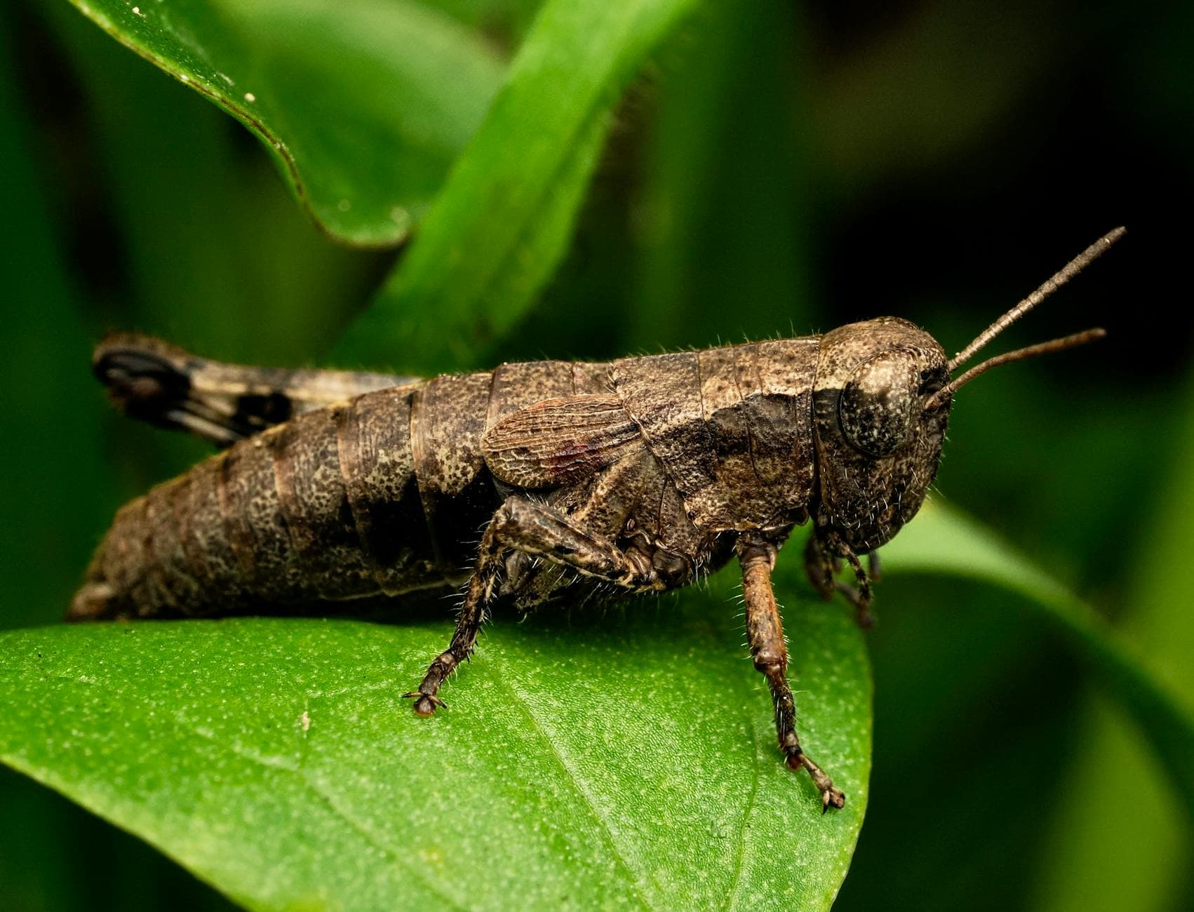 Fatigue Chronique Persistante : Quelles Plantes pour Soutenir Votre Énergie Naturellement ?