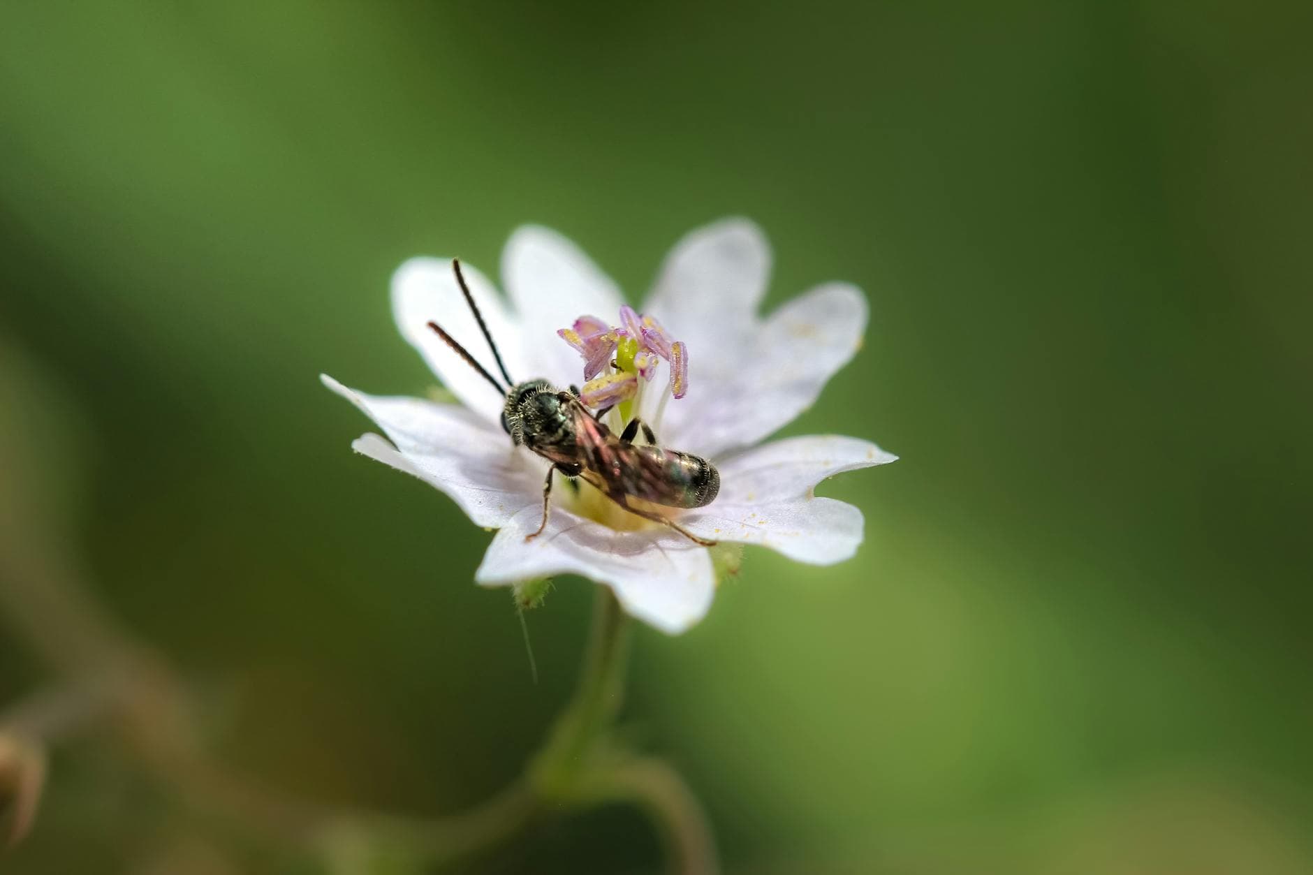 Hipotensión Ortostática: Entiende y Gestiona Mareos con Apoyo Natural