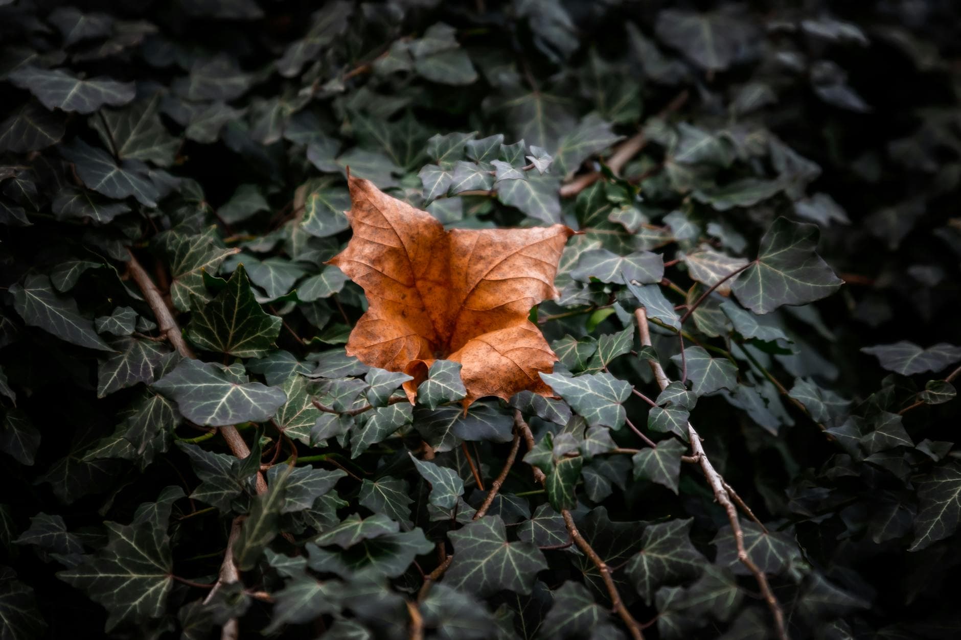 Chronische Bronchitis: Heilpflanzen für freie Atemwege und Schleimlösung