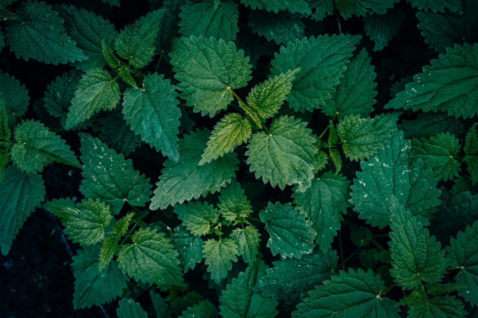 Orticaria Cronica: Le Migliori Erbe per Calmare la Reazione Immunitaria