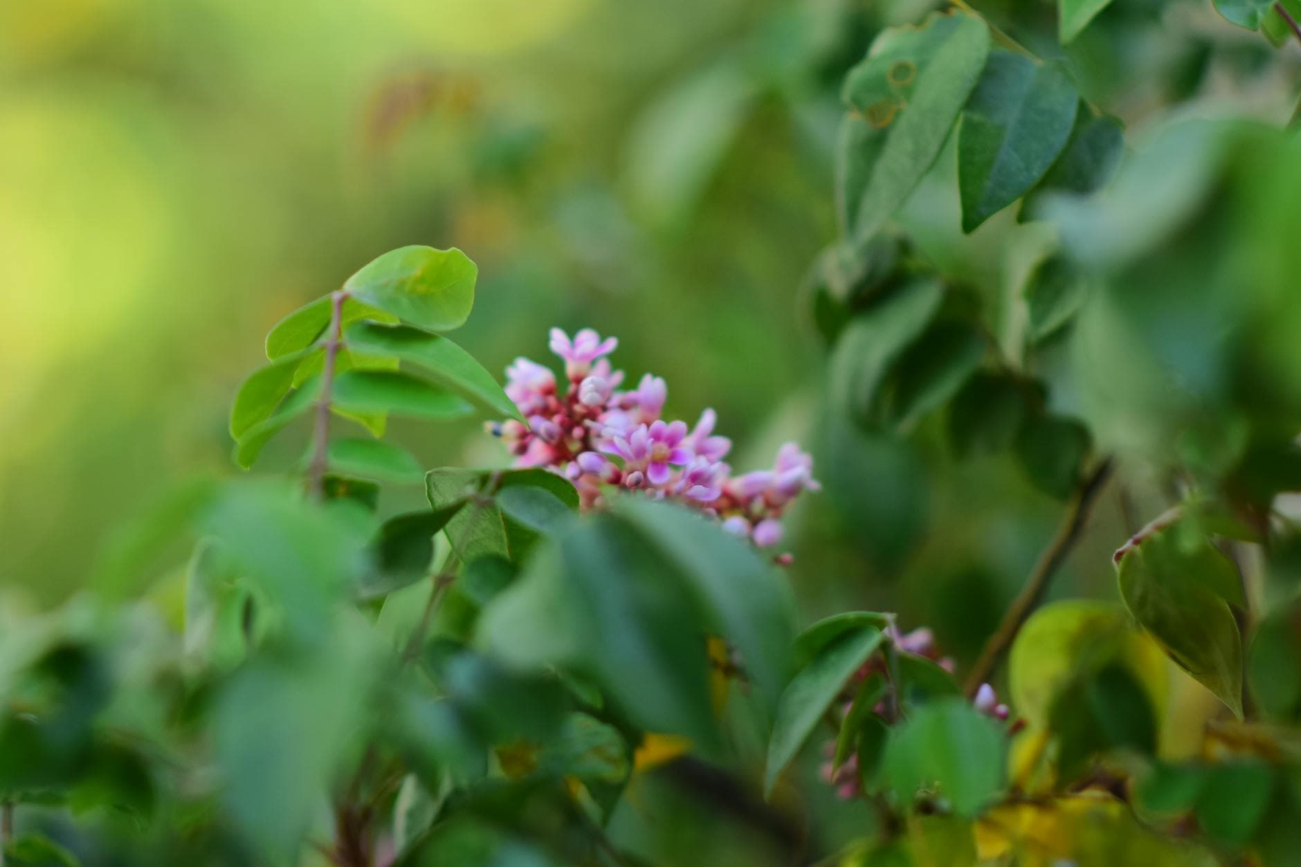 Astenia Primaveral: Claves Naturales para Energía y Bienestar