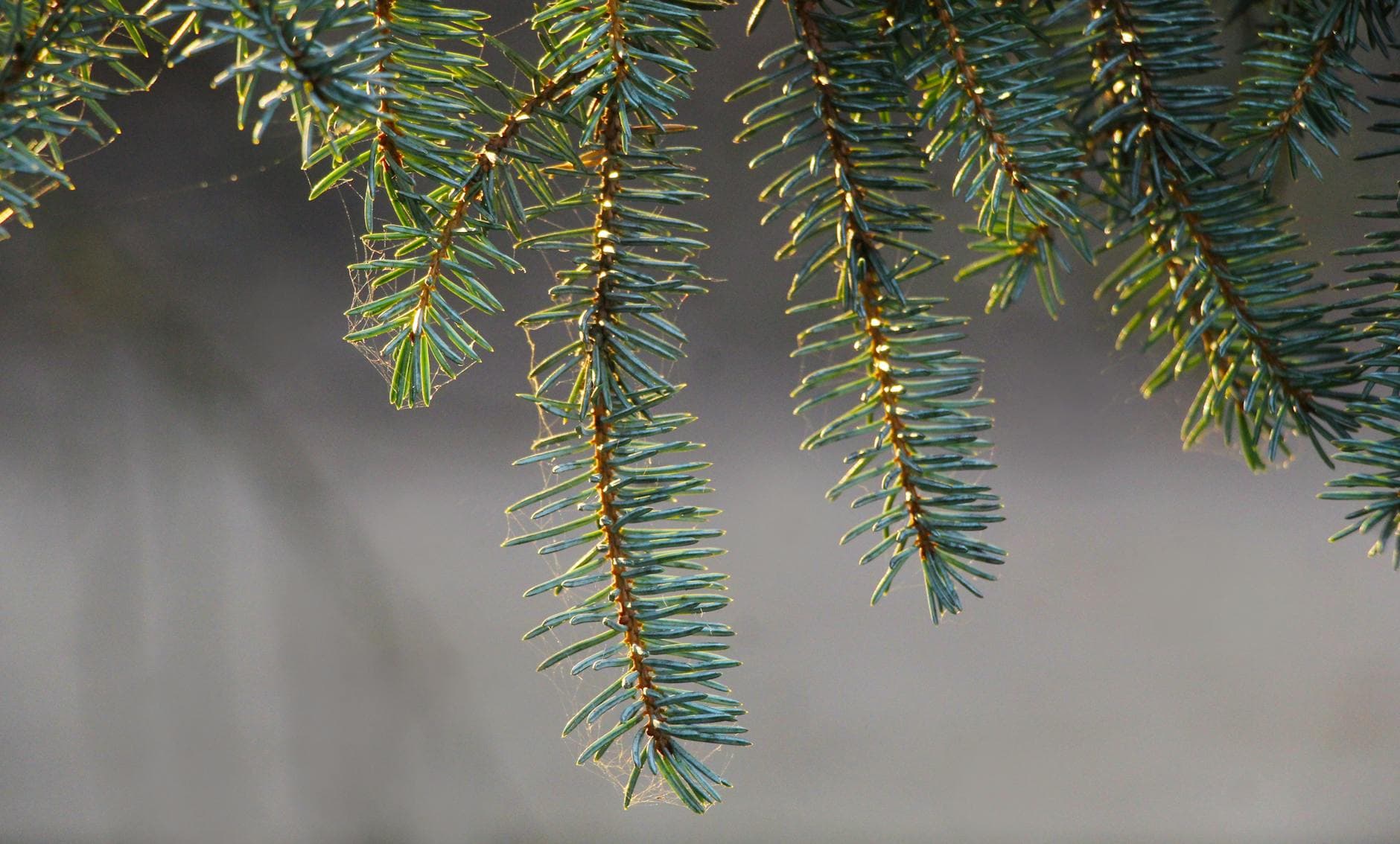 Dysthymie : Identifier les Signes et Soutenir l'Humeur Naturellement