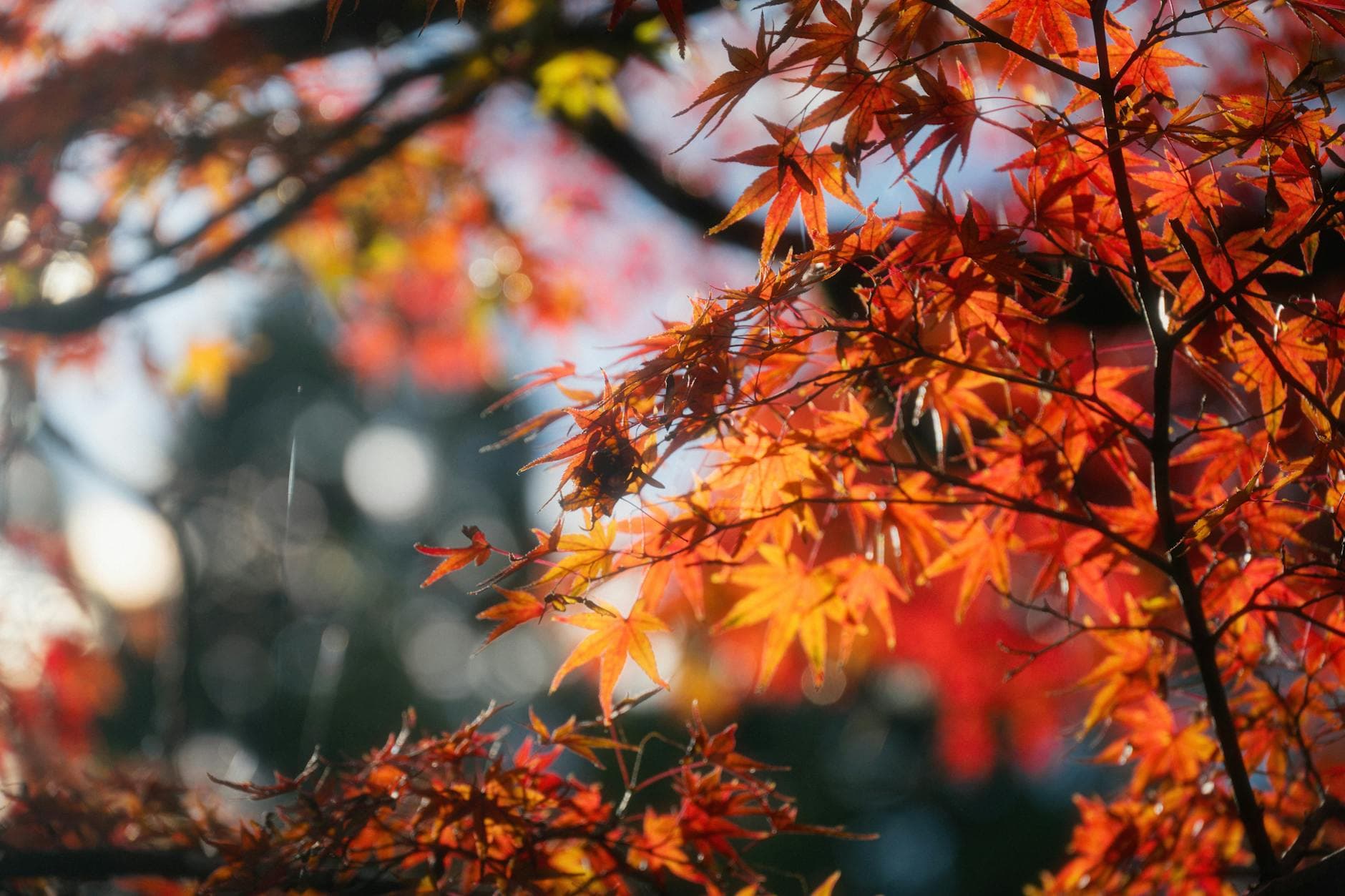 Perché la Gioia Scompare? Comprendere l'Anedonia e Ritrovare il Piacere Naturale