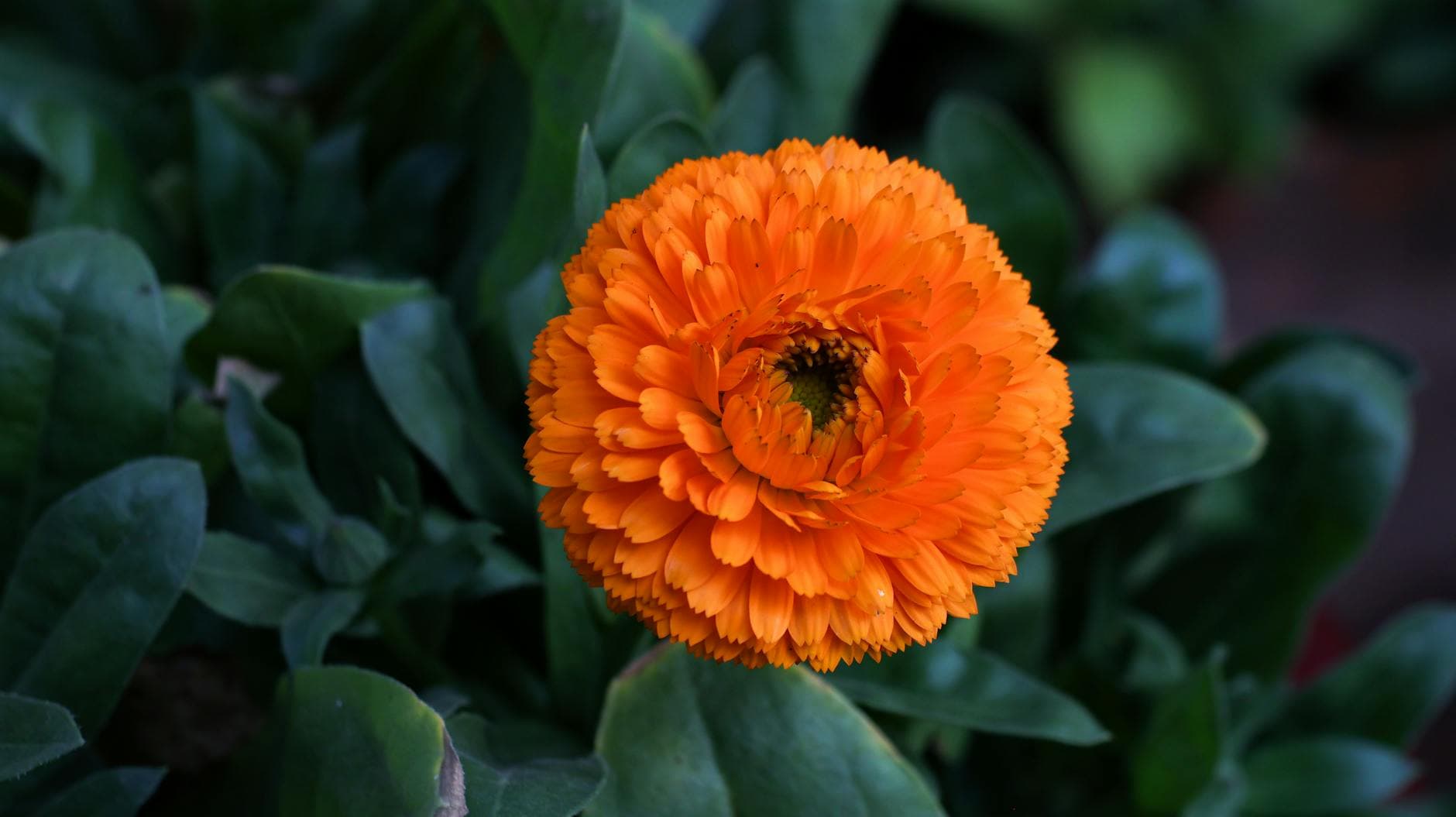 Eichelentzündung bei Männern: Ursachen erkennen und natürlich lindern