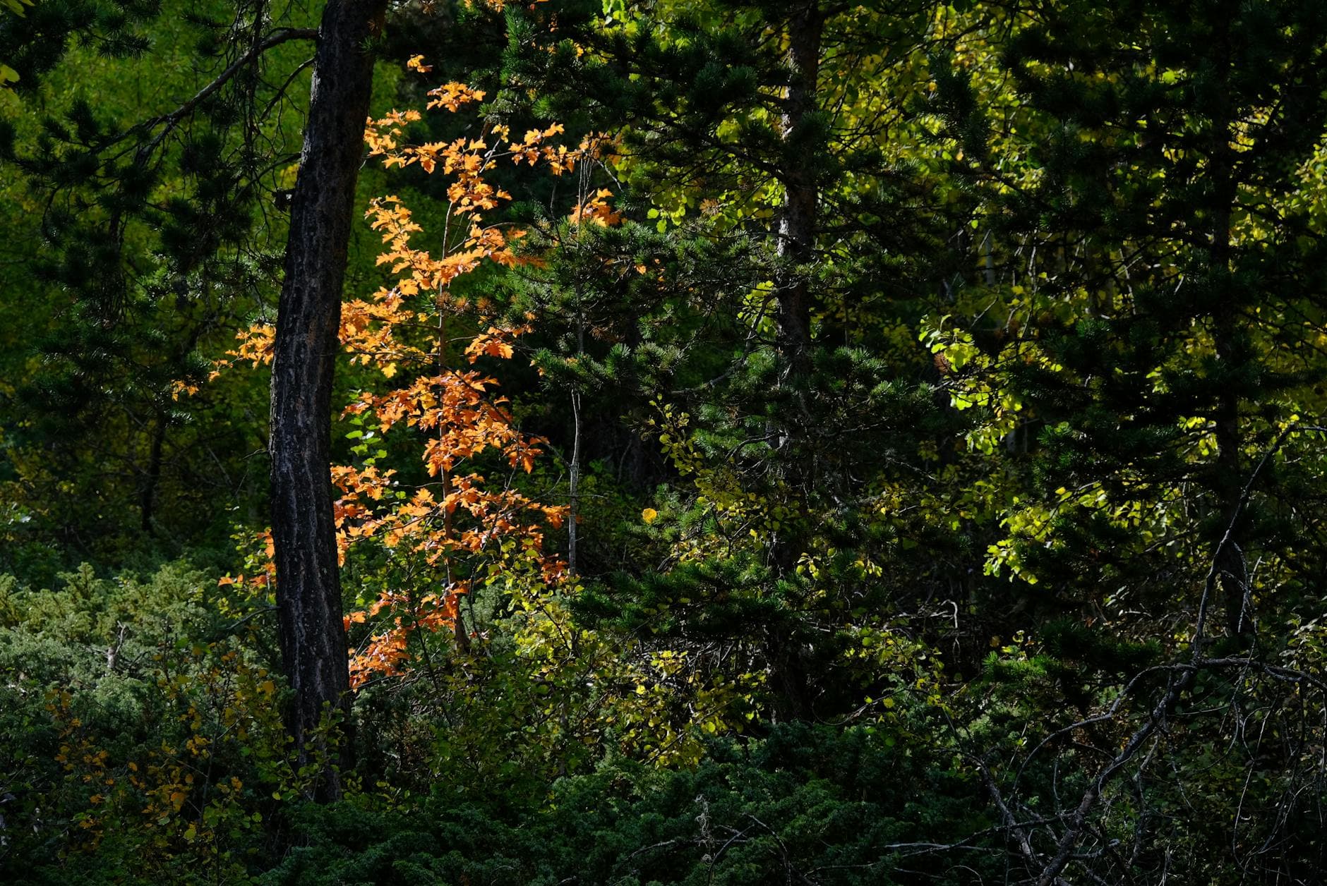 Vaginosi Batterica Ricorrente: Strategie Naturali per Gestire i Sintomi e Prevenire le Recidive