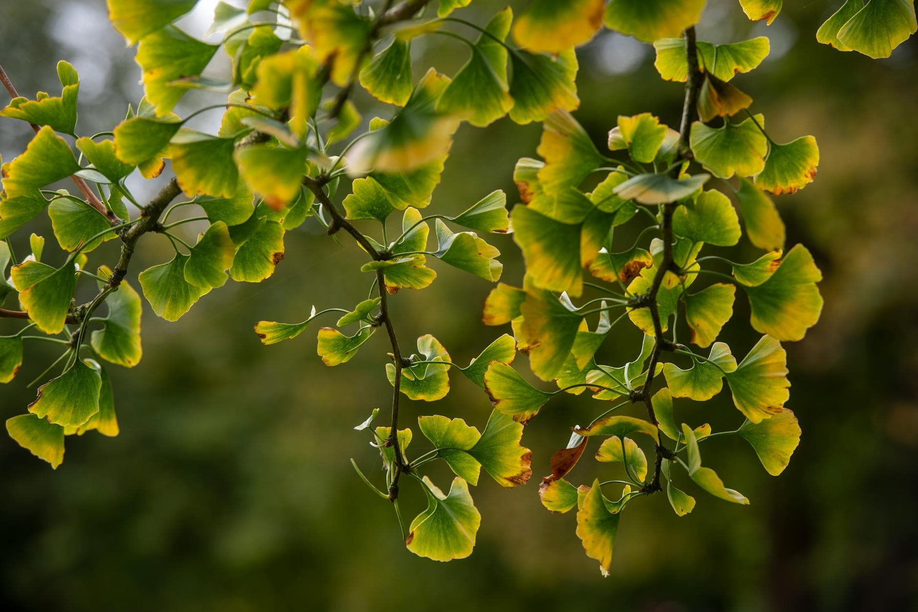 Vitiligo'yu Anlamak: Ciltteki Beyaz Lekelerin Nedenleri ve Doğal Destek