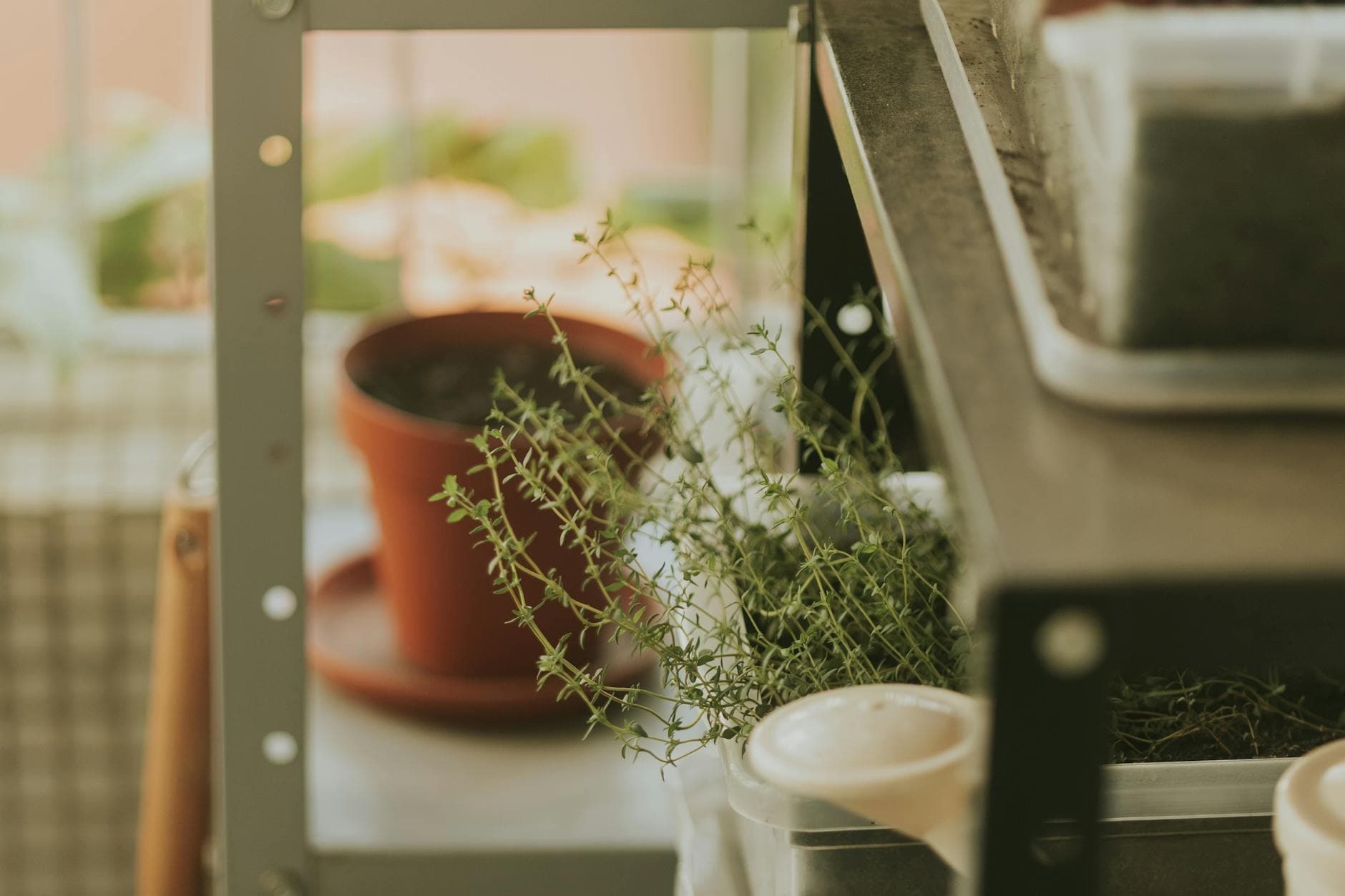 Le Migliori Erbe per l'Ipotiroidismo: Supporto Naturale alla Funzione Tiroidea