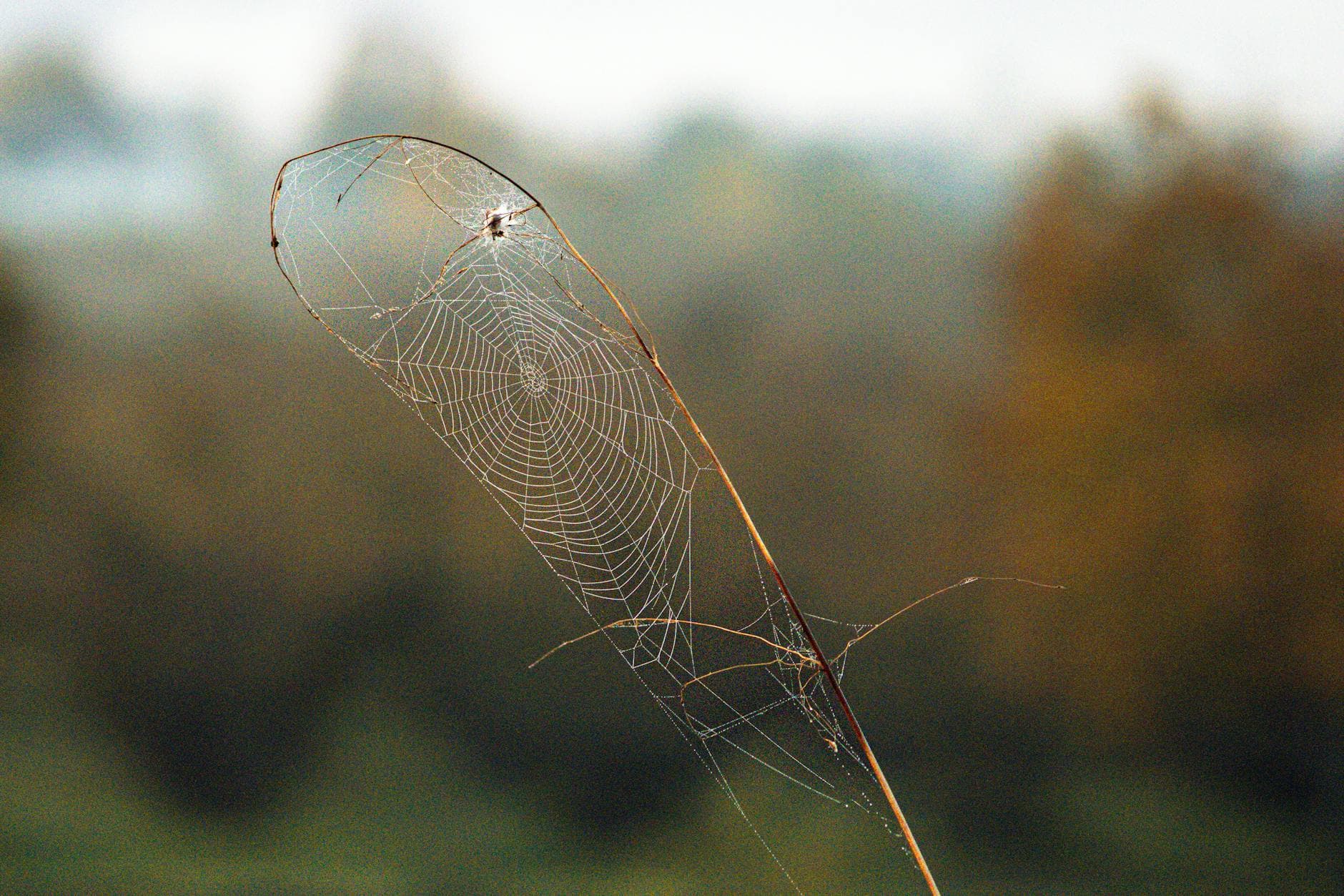 Adenomyose verstehen: Ursachen, Symptome und ganzheitliche Unterstützung