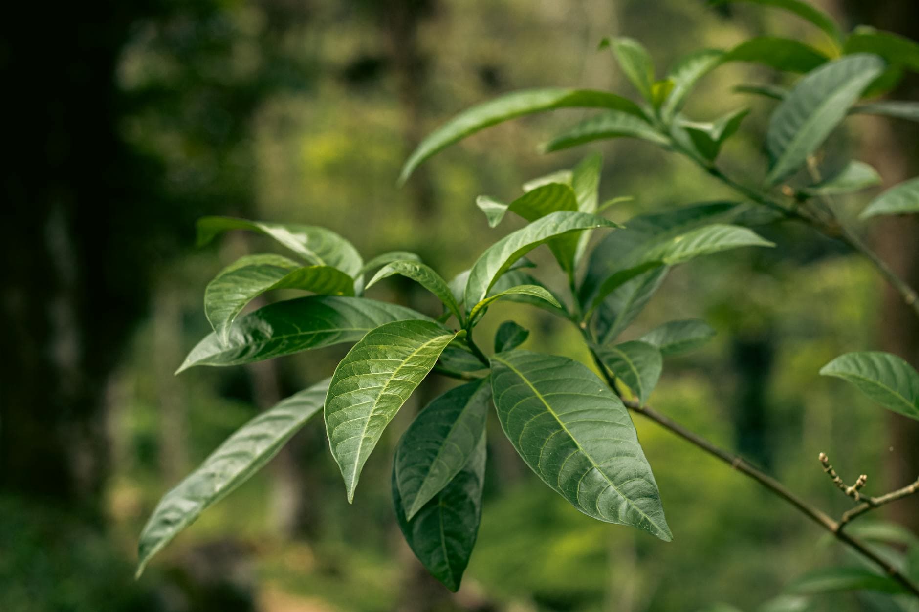 Trimethylaminurie: Warum der Körper nach Fisch riecht und natürliche Wege zur Linderung