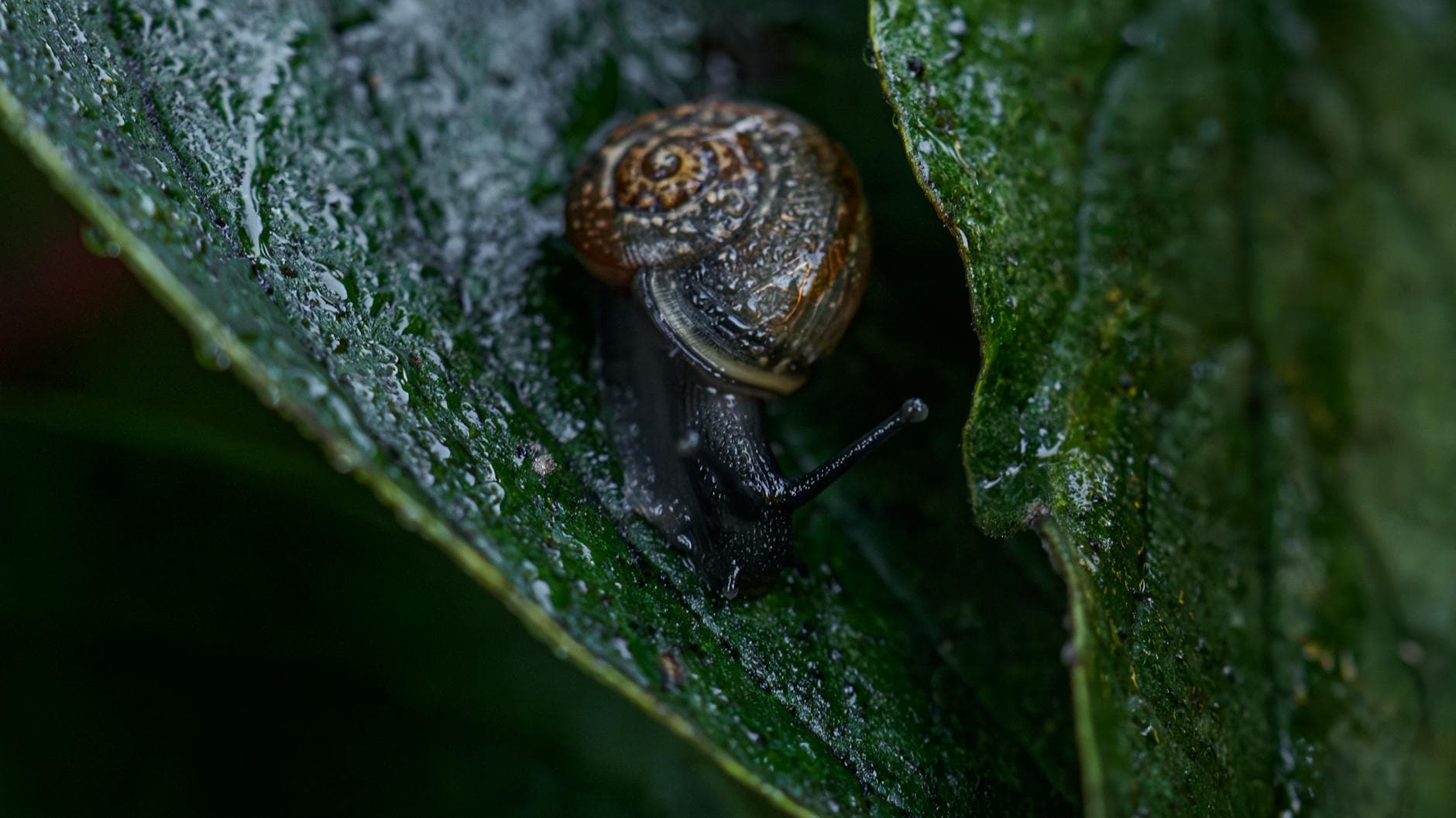 Reflusso Gastroesofageo: Erbe e Rimedi Naturali per Calmare lo Stomaco