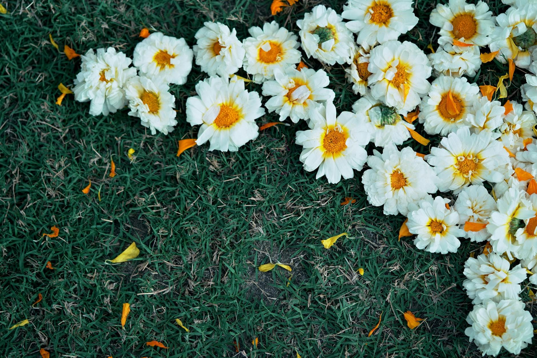 Infant Oral Thrush: Identifying White Patches and Natural Soothing Methods