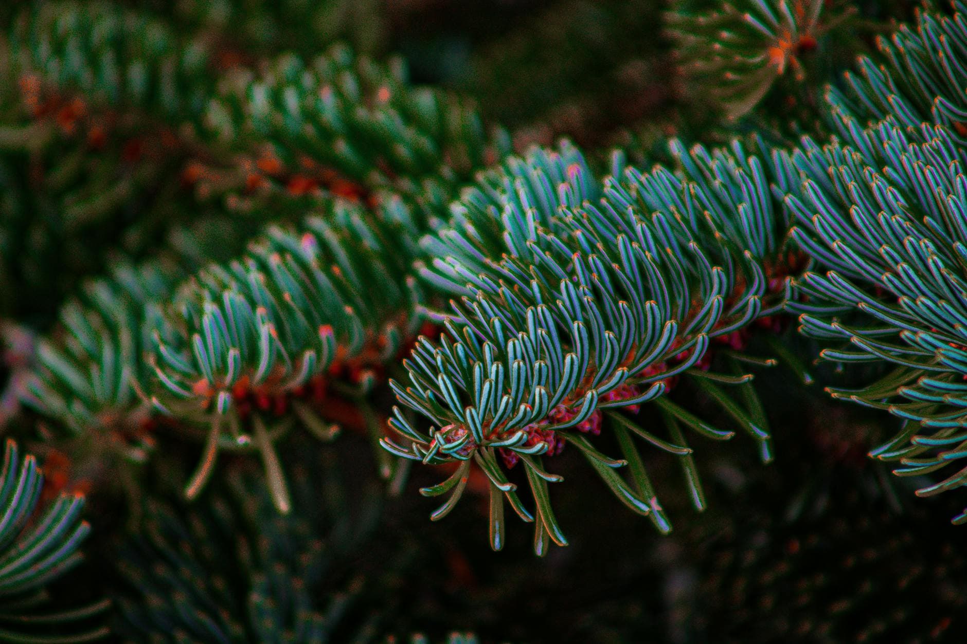 Syndrome de la Coiffe des Rotateurs : Comprendre les Causes et Soulager Naturellement la Douleur à l'Épaule