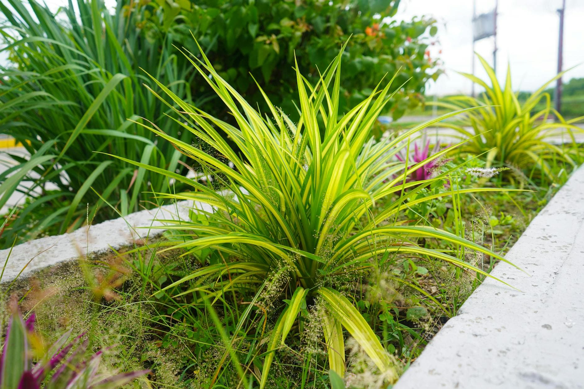 Cómo Elevar la Vitamina D: Dieta, Sol y Apoyo Herbal para Huesos Fuertes