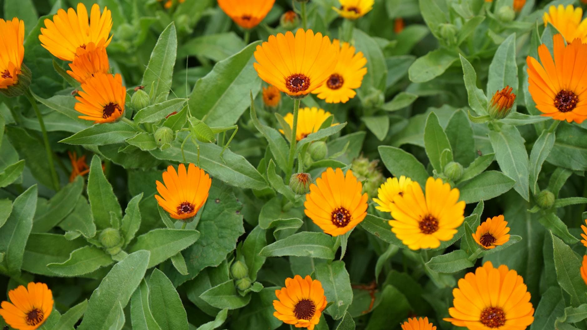 Nickelallergie: Ursachen, Symptome & ein natürlicher Ernährungsplan