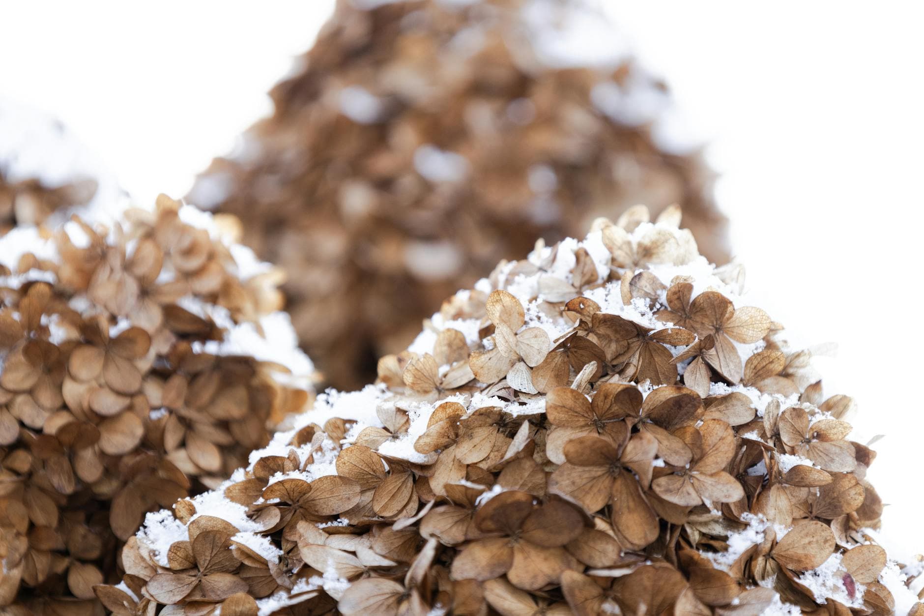 Navigating Mast Cell Activation Syndrome: A Holistic Plan for Wellness