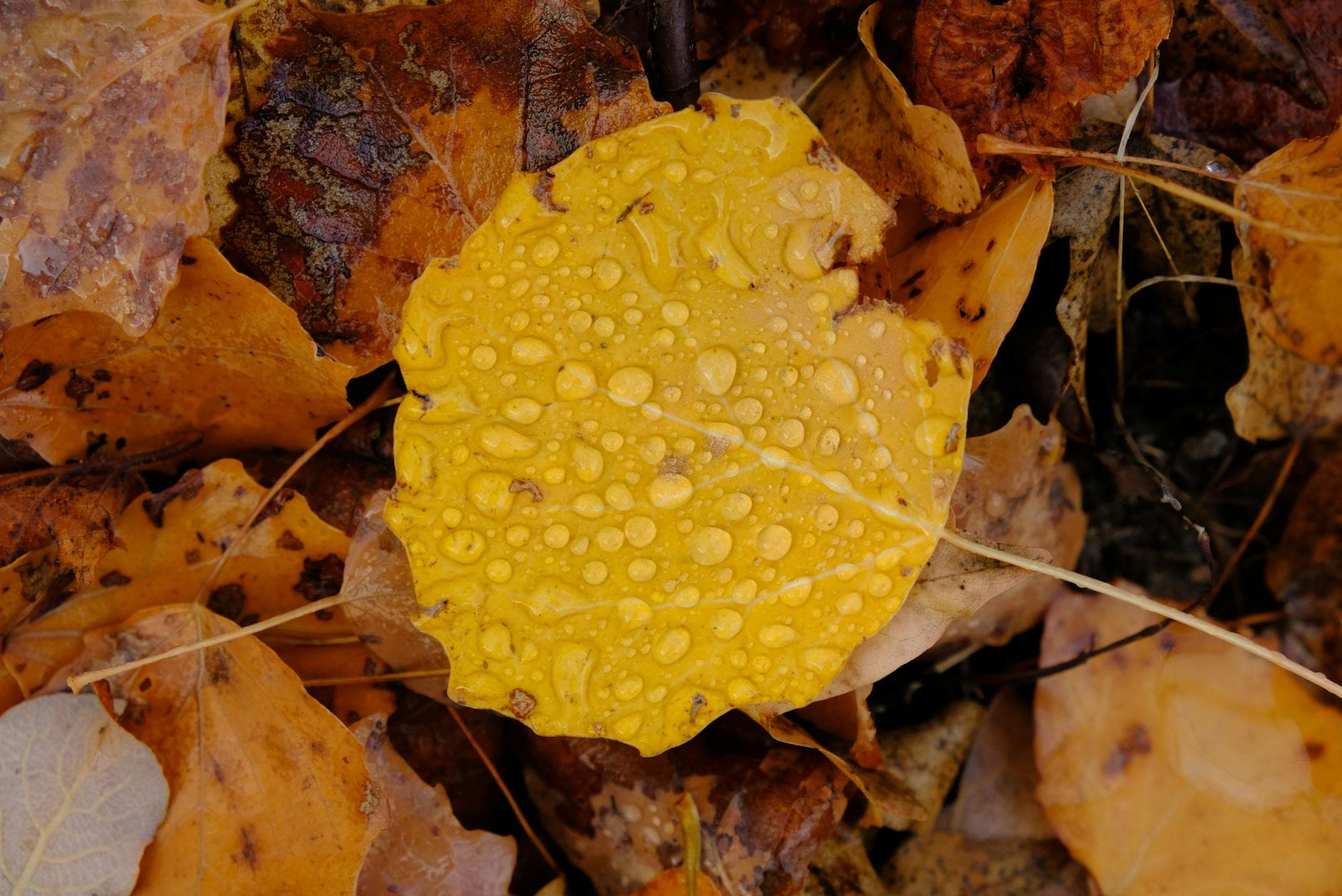 Colite Microscopica: 5 Errori da Evitare per un Intestino Sano