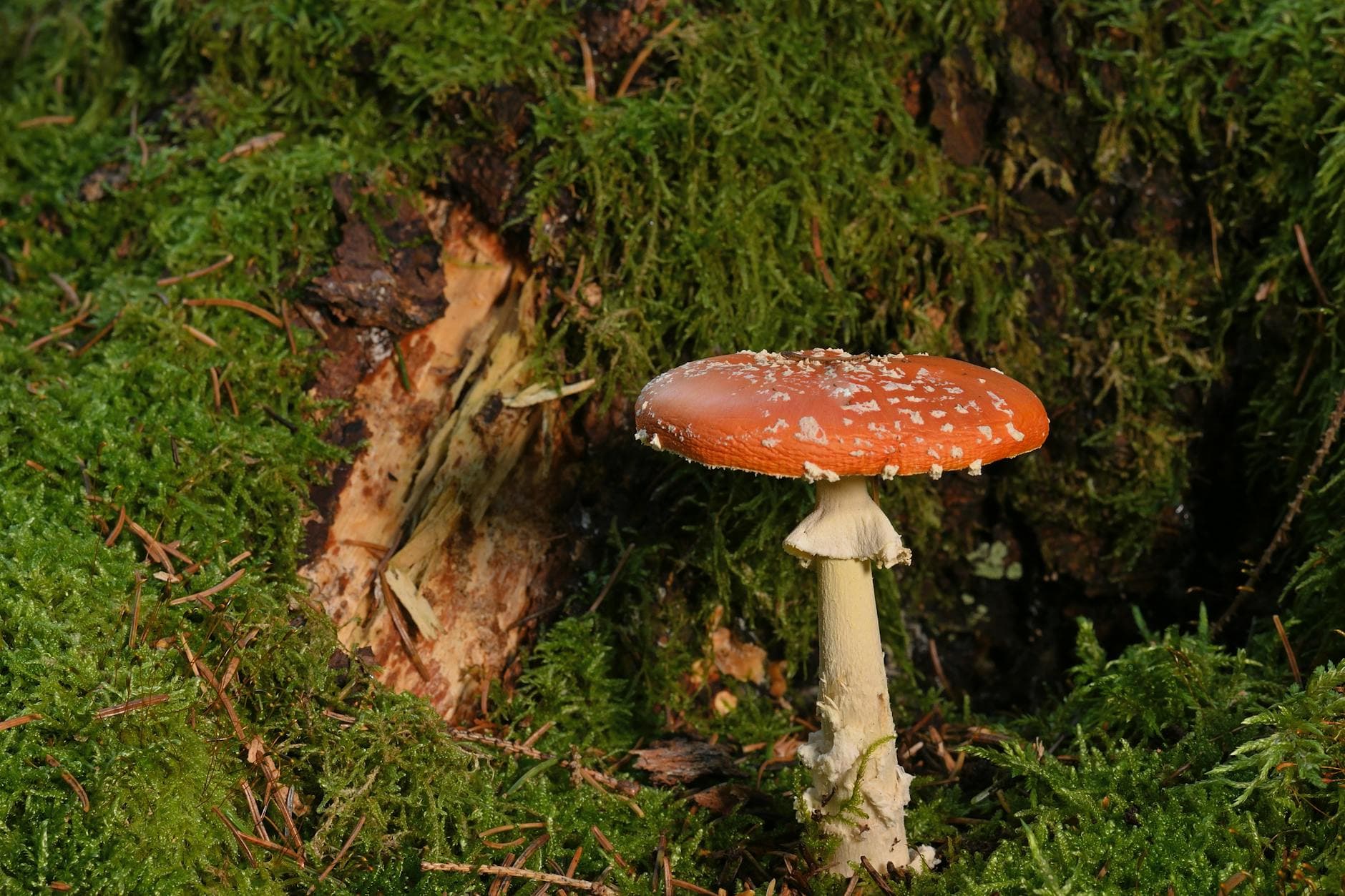 Mastalgie Cyclique : Plantes et Remèdes Naturels pour le Confort