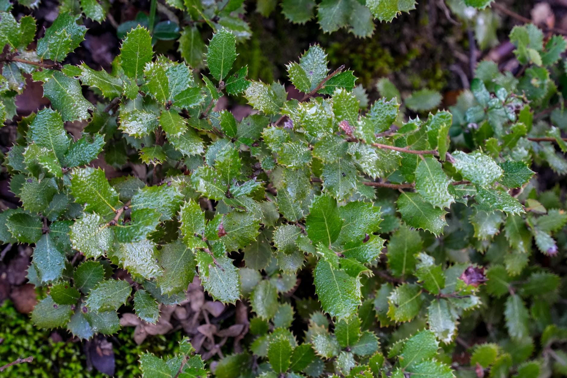 Selenmangel: Anzeichen, Ursachen und natürliche Unterstützung durch Pflanzen