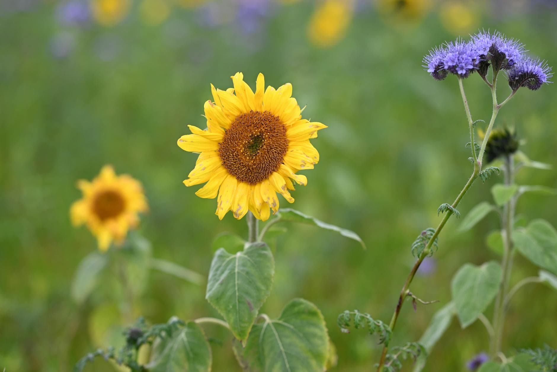 Fatica Surrenale: Cause, Sintomi e Strategie Naturali per il Recupero