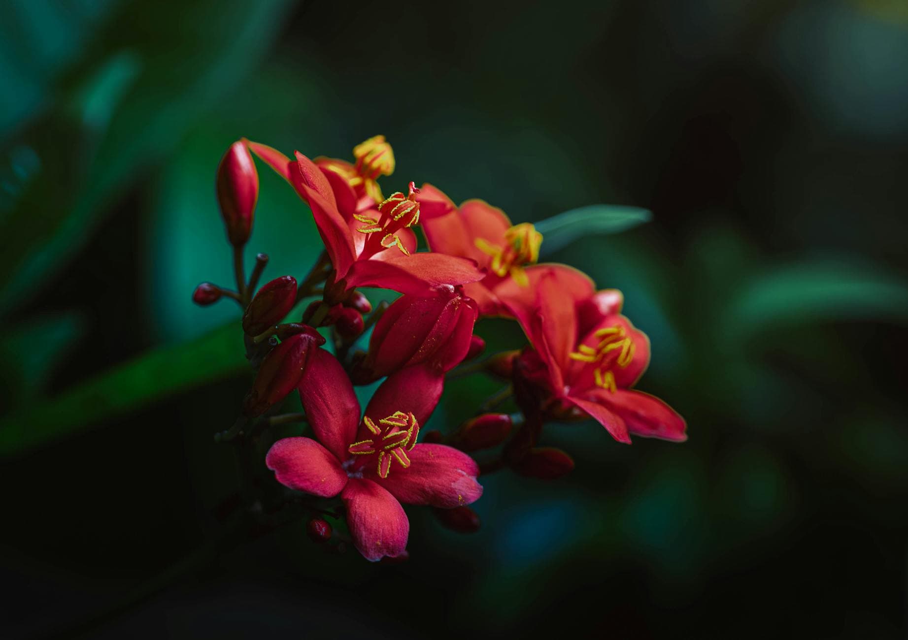 Varices: Hierbas Clave y Estrategias Naturales para Piernas Ligeras