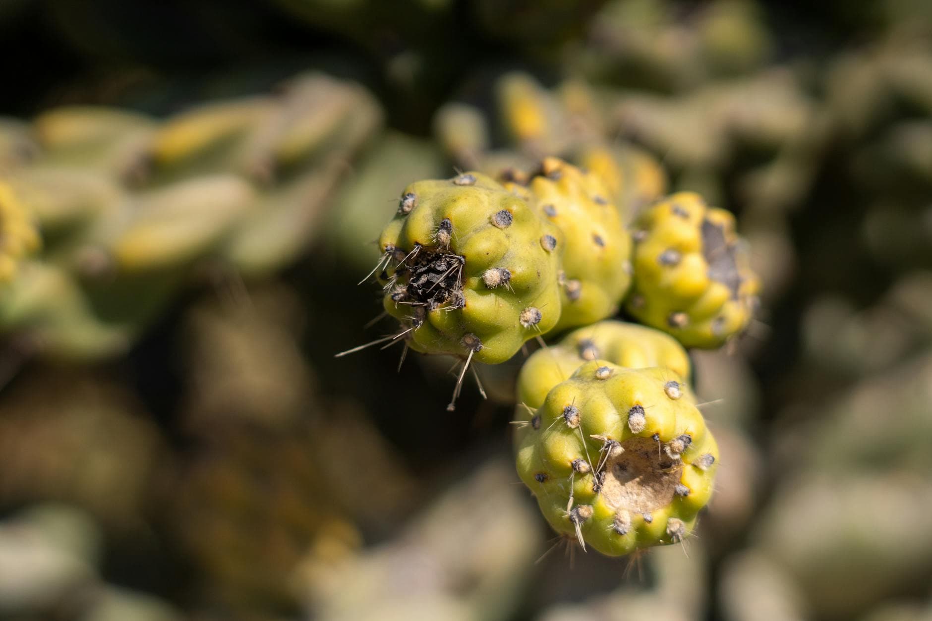 Anhédonie : Quand le Plaisir Disparaît – Causes et Solutions Naturelles