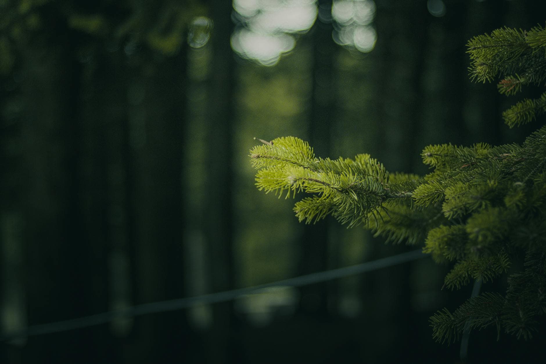 Hipersomnia Idiopática: Reconoce la Somnolencia Diurna y Alivio Natural