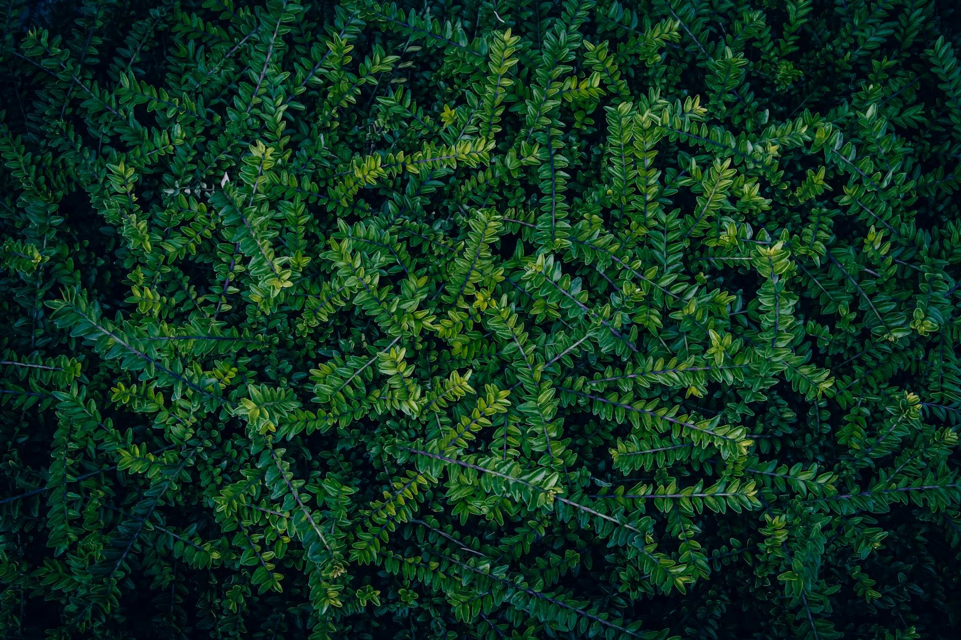 Carenza di Manganese: Riconoscere i Segnali e Supportare la Dieta