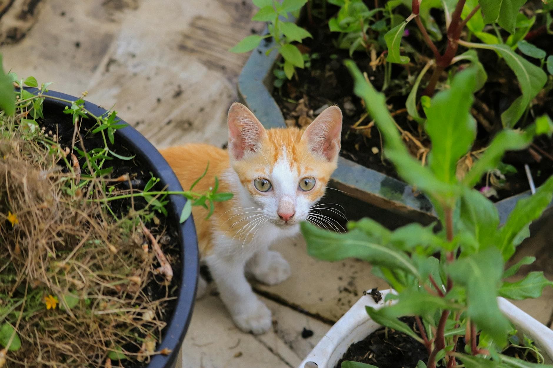 Vestibuläre Migräne: Gewohnheiten, die Schwindel verschlimmern