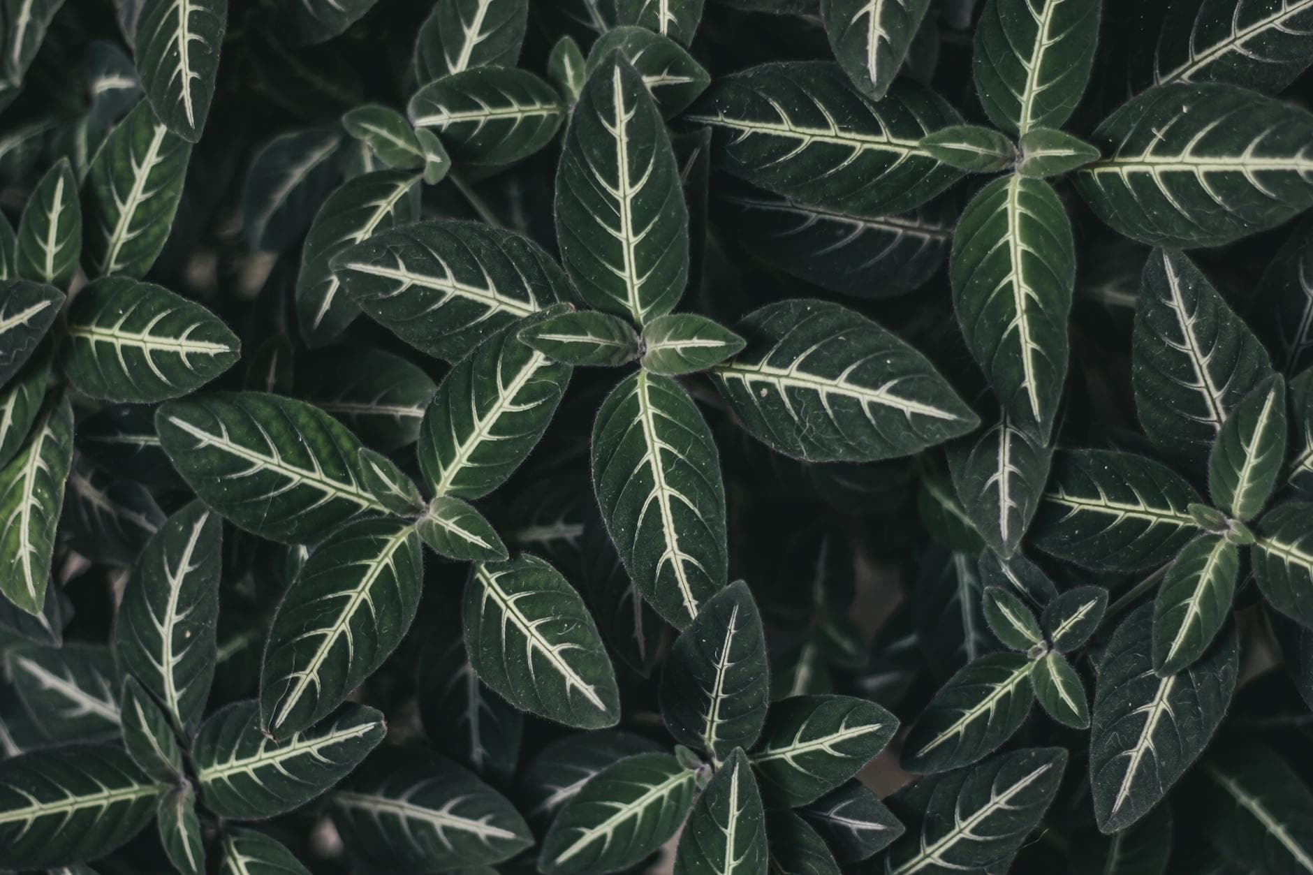 Cálculos Renales: Fallos Dietéticos que Complican su Gestión Natural