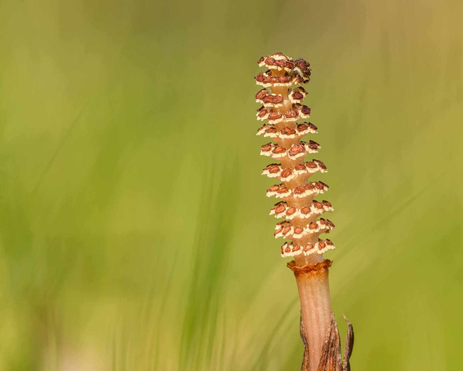 Revitaliser Peau et Cheveux : Gérer la Carence en Biotine Naturellement