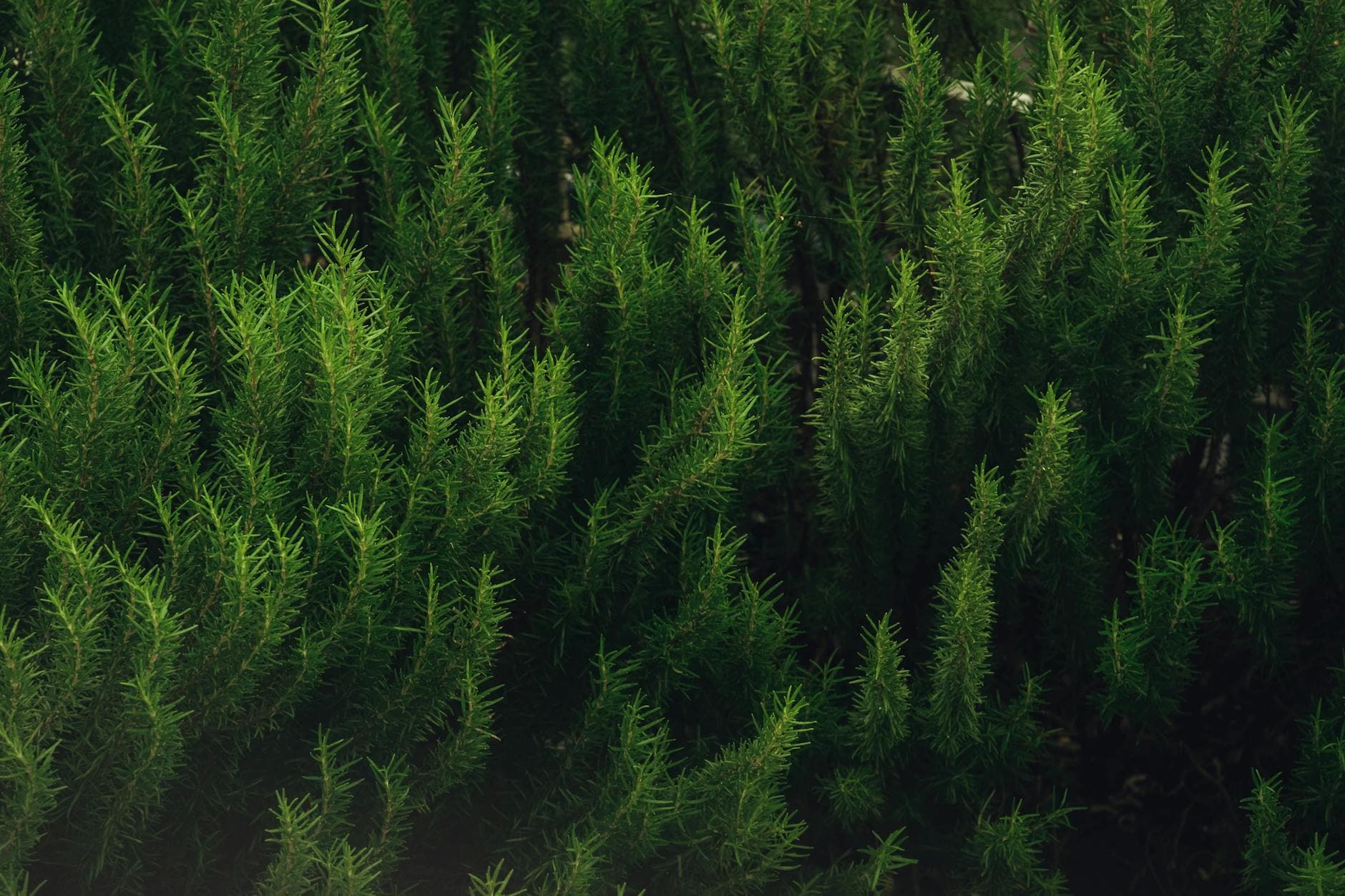 Telogen Effluvium: Understanding Stress Hair Loss & Natural Support