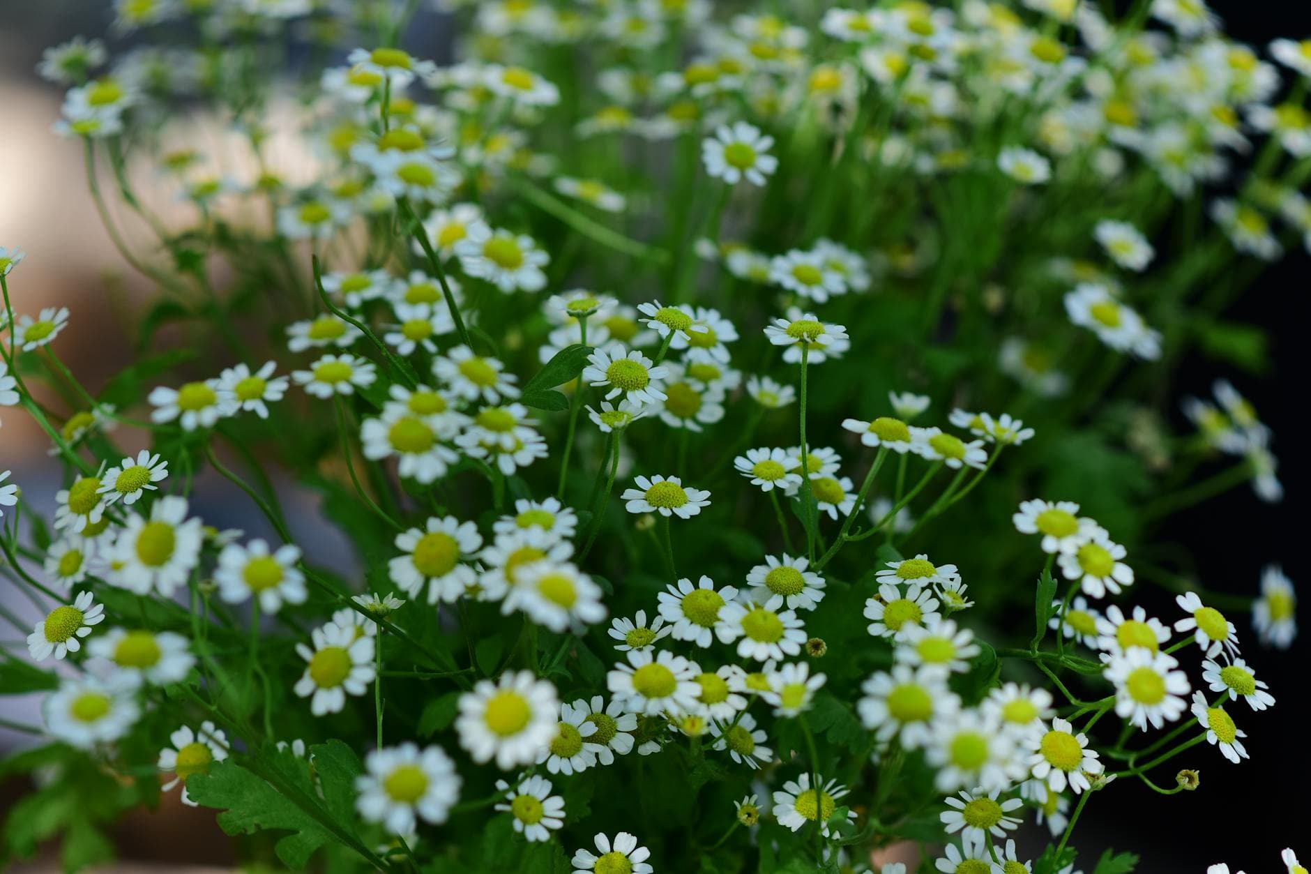 Milchschorf bei Säuglingen: Effektive Kräuter und Hausmittel für klare Haut