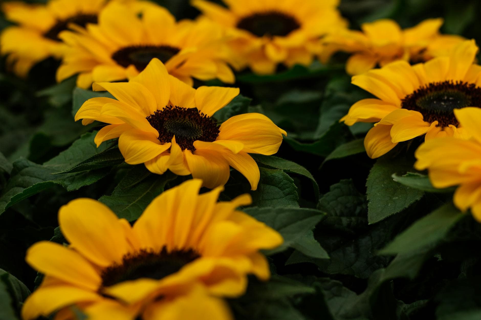 Deficiencia de Vitamina E: Errores que Impiden su Absorción y Beneficios Naturales